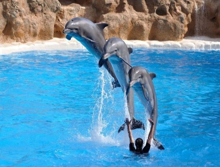 Dolphin Park Sharm El Sheikh