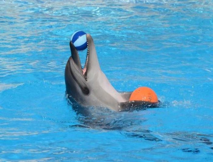 Dolphin Park Sharm El Sheikh