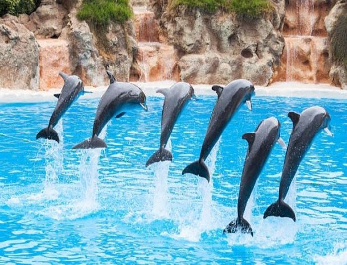 Dolphin Park Sharm El Sheikh