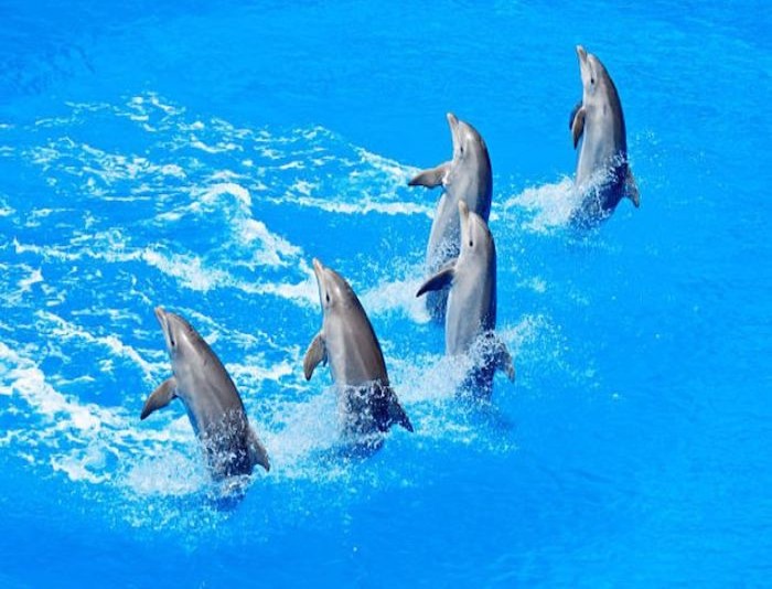 Dolphin Park Sharm El Sheikh