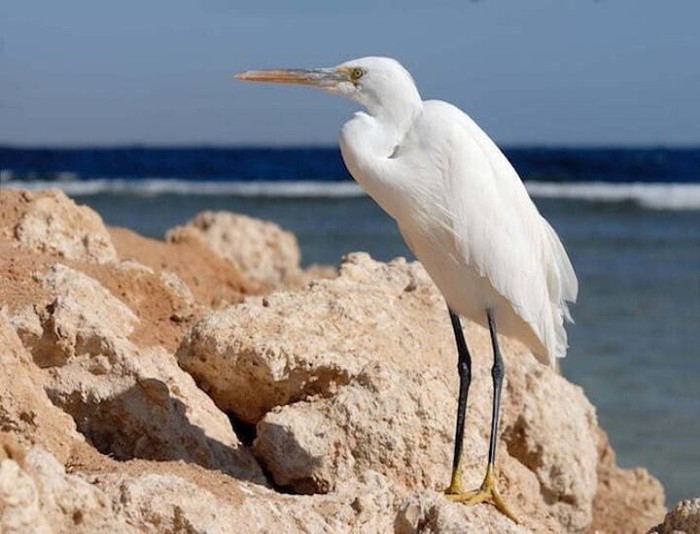 Nabq National Park Excursion From Sharm El Sheikh